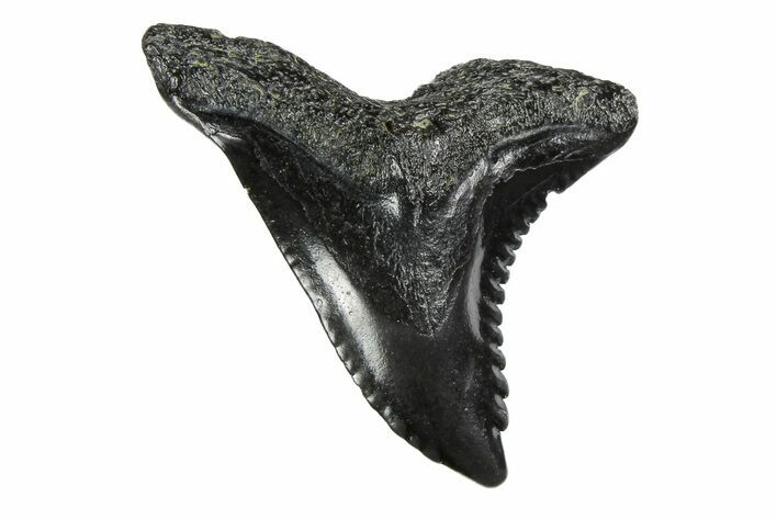 Snaggletooth Shark (Hemipristis) Tooth - South Carolina #251000